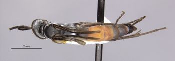 Media type: image;   Entomology 30972 Aspect: habitus dorsal view